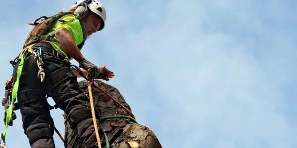 Tree removal in Webster TX