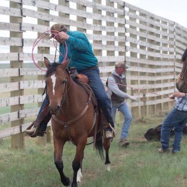 Man on horse swinging a lasso near other men and cattle.