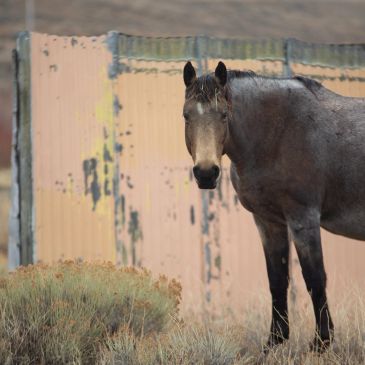 A gray horse standing near a weathered fence.