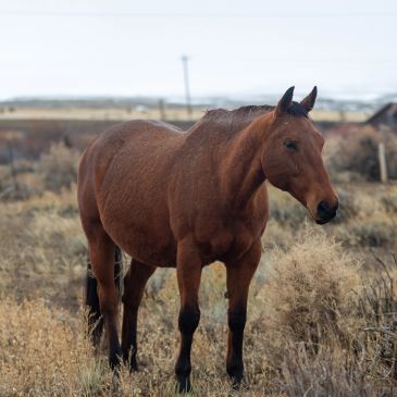 A brown horse standing in a dry field.