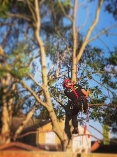 Joseph climbing a ash tree for removal 