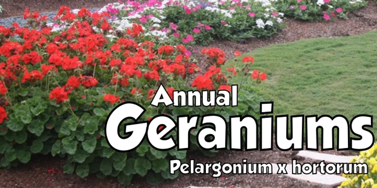 Red Geranium, Pink Geranium, White Geranium