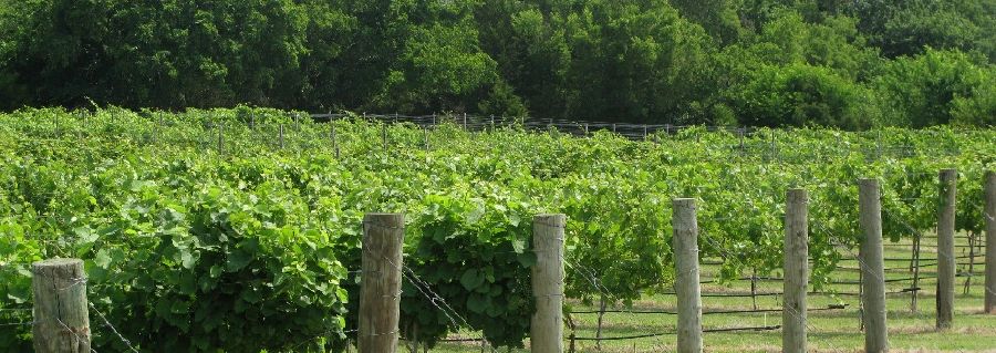 Land Run Vineyard & Winery hero image