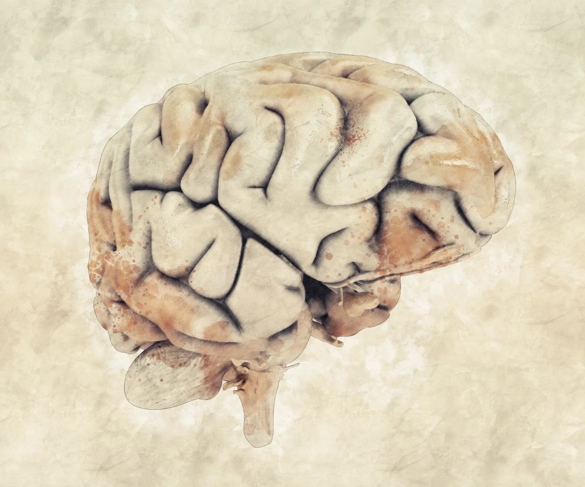 beige colored human brain with brain stem