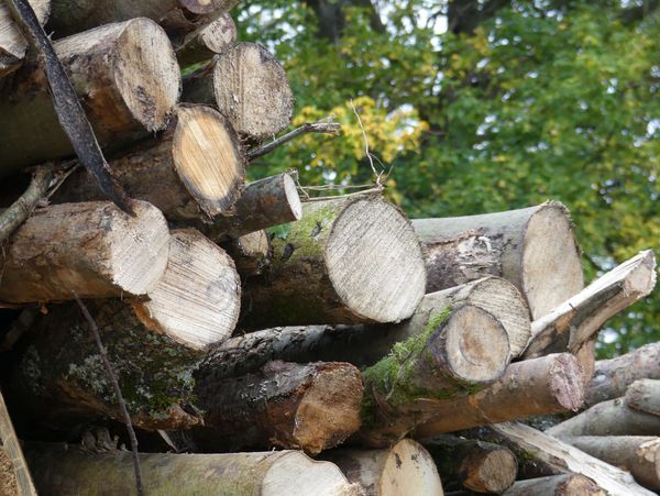Glossary of Terms – Logs & Firewood Terminology