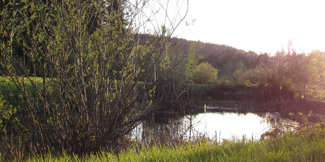 pond