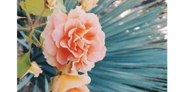 Fresh flowers symbolize growth and healing, Arlena Parker Los Angeles trauma coach