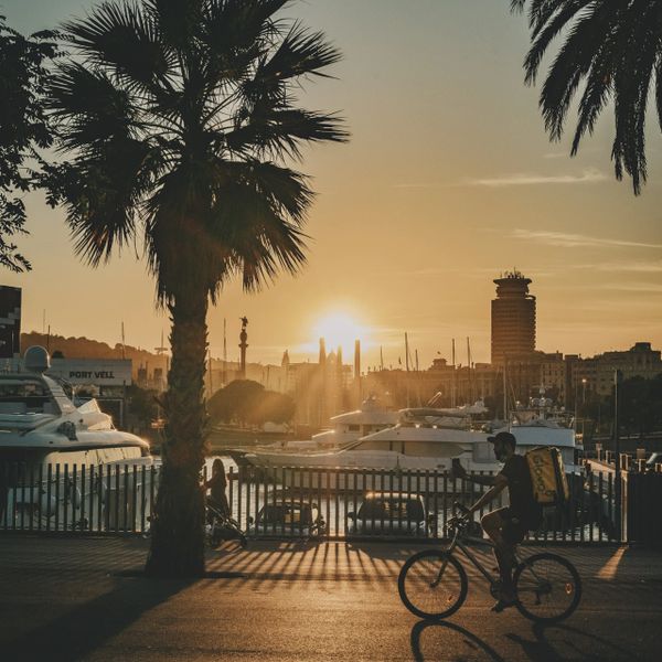Cyclist rides by a harbor at sunset with palm trees and yachts.