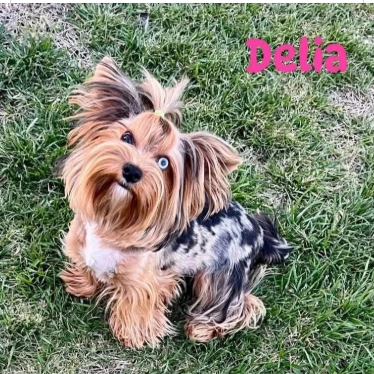 A cute Yorkshire Terrier named Delia sitting on grass, looking up with one blue eye.