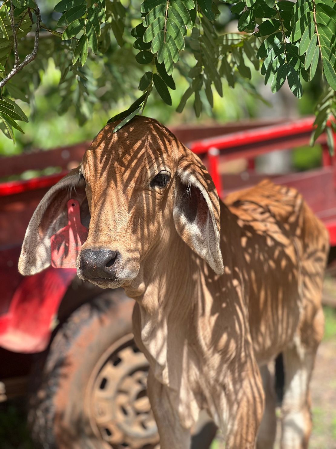 Cattle at El Durancho