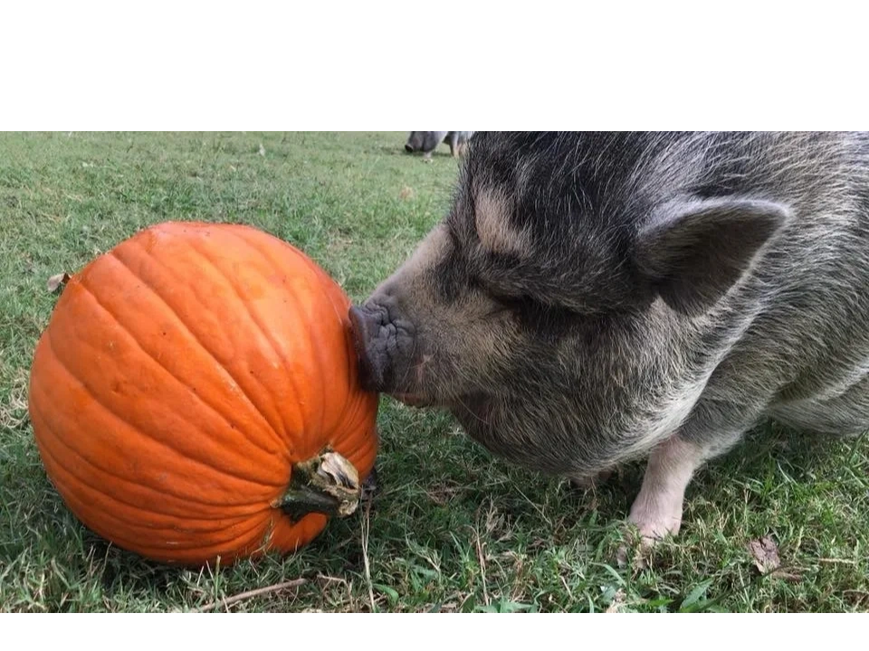Mini Pig Rescue My Pig Filled Life Mini Pig Rescue