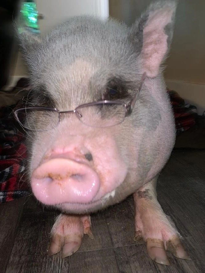 Are Pigs Smarter Than Dogs