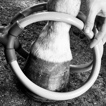 A horse's hoof inside circular objects with a hand nearby.