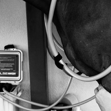 Close-up of medical procedure on an animal's leg with tubing.
