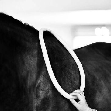 Hand holding a white loop on a horse's neck.