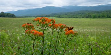 Orange flowers with a butterfly in a green field and mountains in the background.