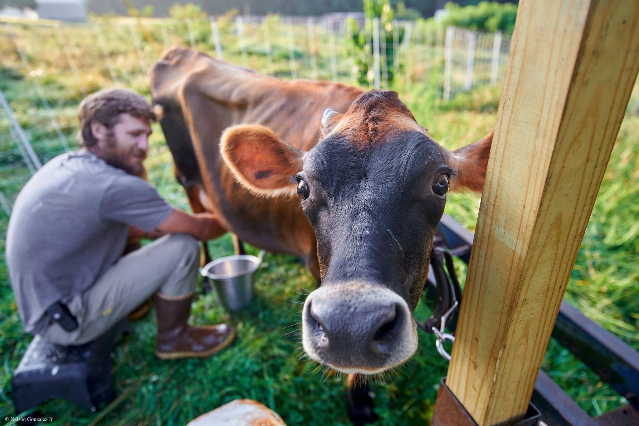 Suncatcher Farm Dairy