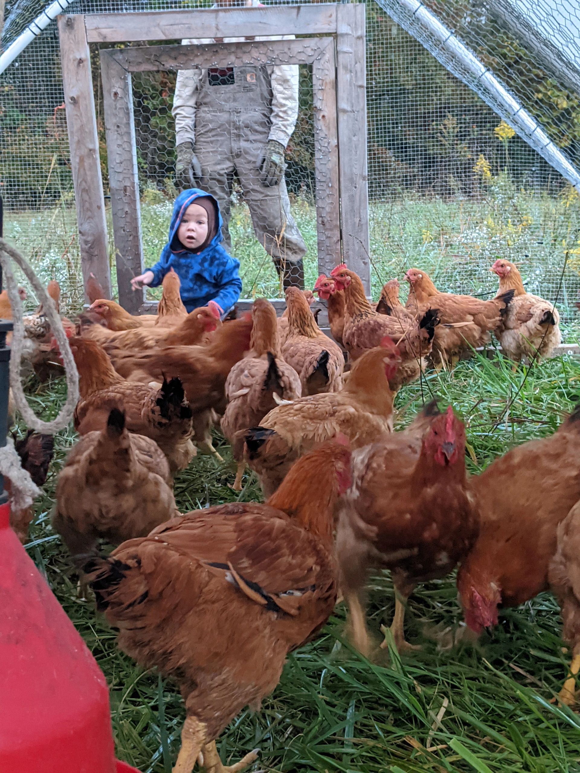 Suncatcher Farm Chicken