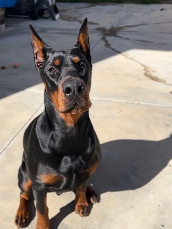 A Doberman sitting on concrete.