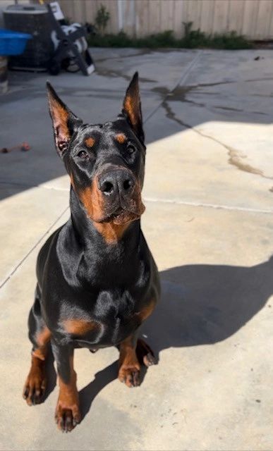 Euro Doberdane Puppies For Sale European Doberman First Doberman