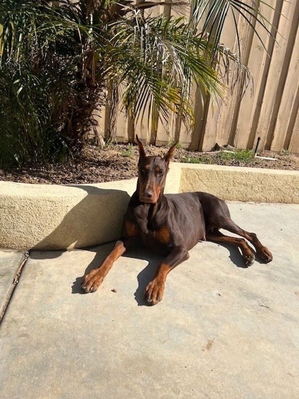 Doberman dog resting on concrete in the sun.