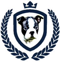 Normandy Boston Terriers