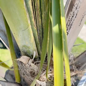 Palm Tree Care