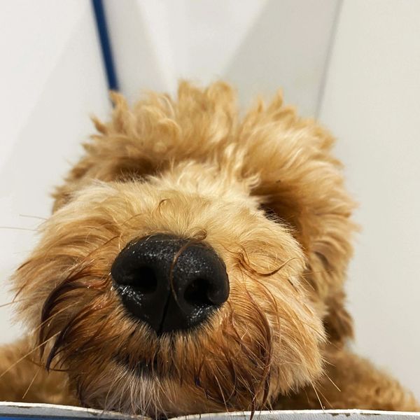 Goldendoodle inside its kennel at Luxe Pet Care franchise.