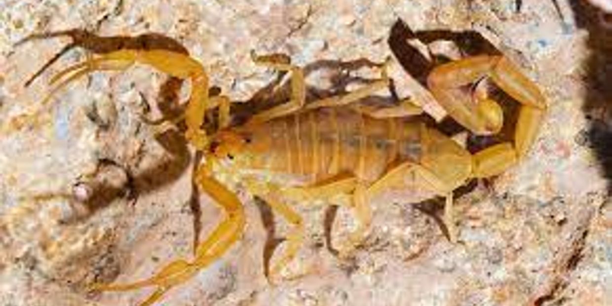 Bark Scorpion-tan-claws-stinger