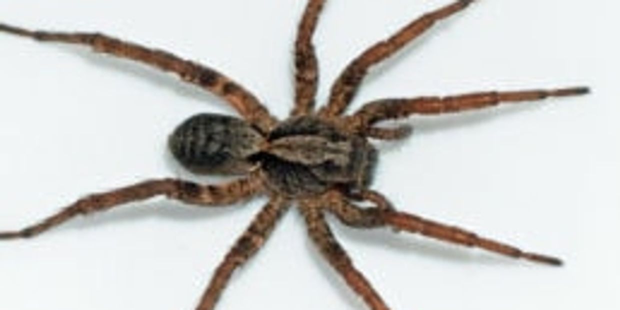 Wolf Spider-eight legs-tan-brown