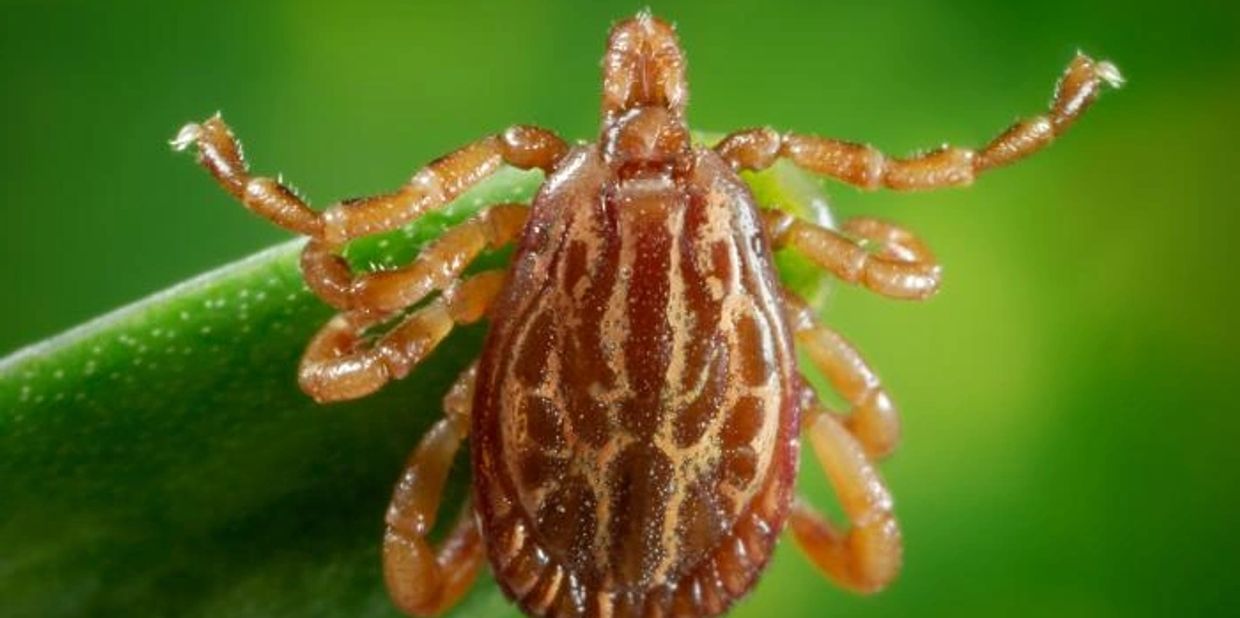 Tick-tan-brown-eight legs