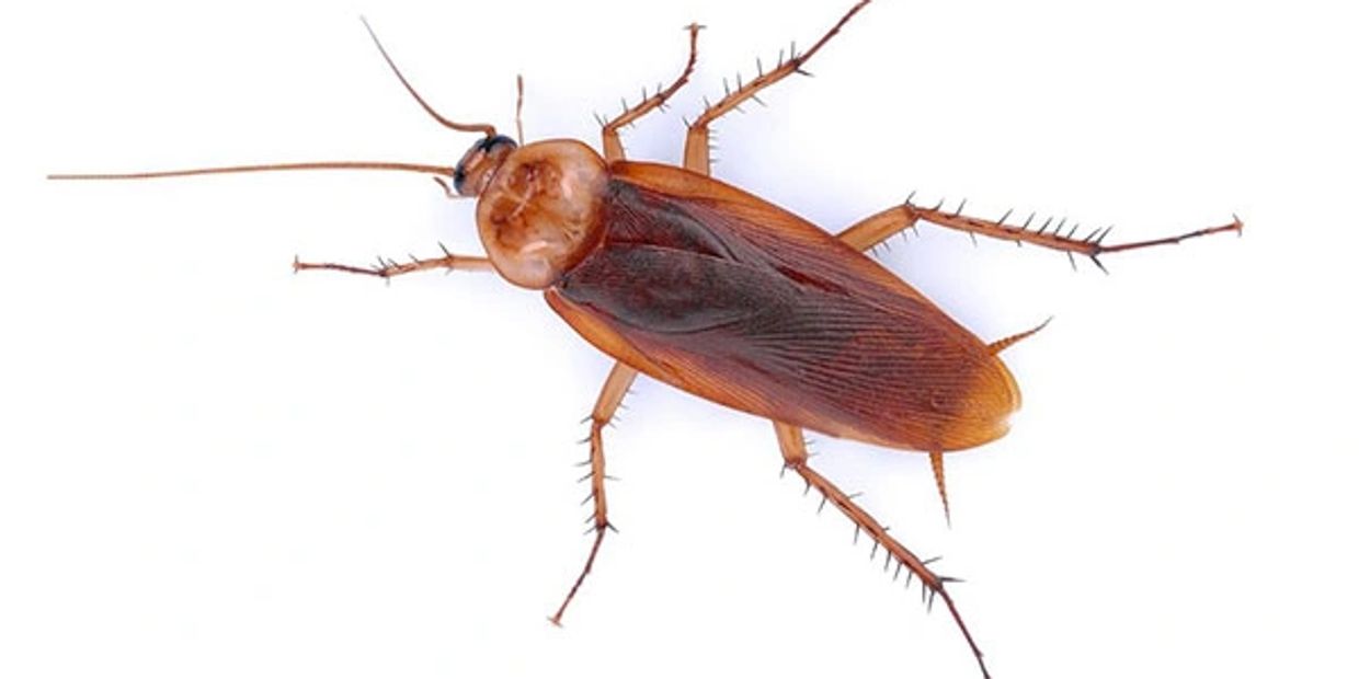 Cockroach-six legs- brown- American-wings