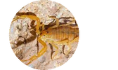 Bark Scorpion