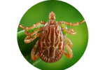 Ticks