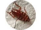 Cockroach 