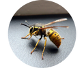 Wasp