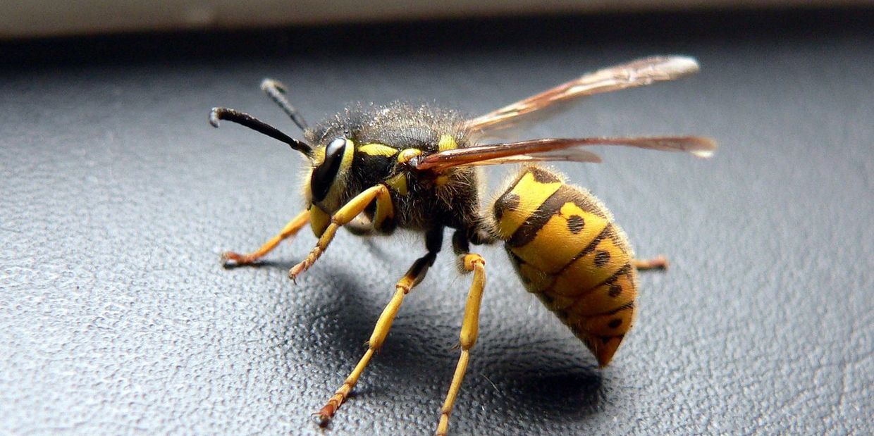 Wasp-black-yellow-wings-stinger