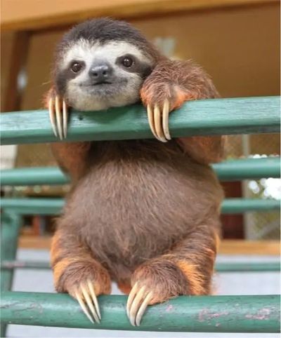 The Sloth Conservation Foundation SlothOpedia