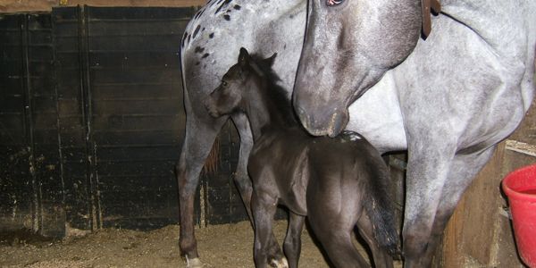 Appaloosa mare with her POA colt