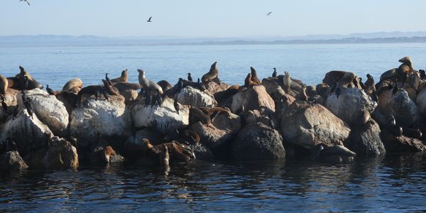Sea lions in Monterey Bay near Fisherman's Wharf, Monterey, CA 2024