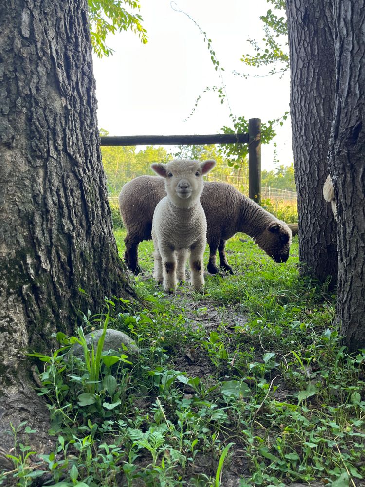 Babydoll lamb