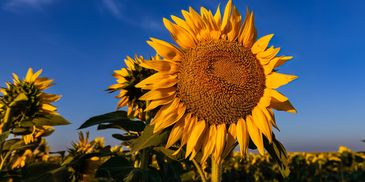 The Sunflower gallery