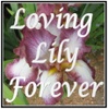 loving lily forever