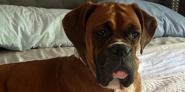 A brown boxer dog sitting on a bed.