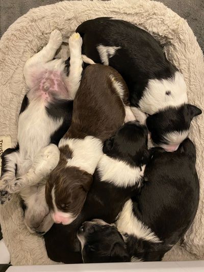 Baker Lake Pride's "A" litter born January 27, 2025 - 2 weeks old