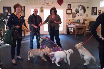 Puppy parents filtering in for Yellow Lab class!