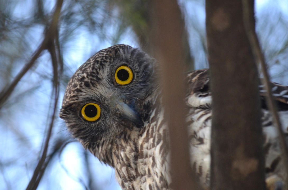 Wildbnb Wildlife Habitat - Home