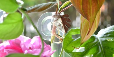 Floating Gardens magnetic propagation station on a window