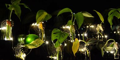 Magnetic propagation stations with suction cups on window with fairy lights.