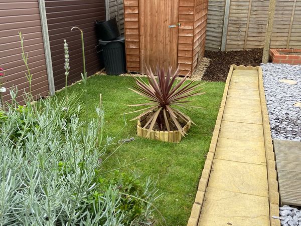 A backyard garden with a small plant, wooden shed, and stone pathway.